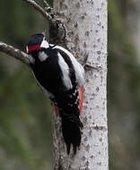 Image of Great Spotted Woodpecker