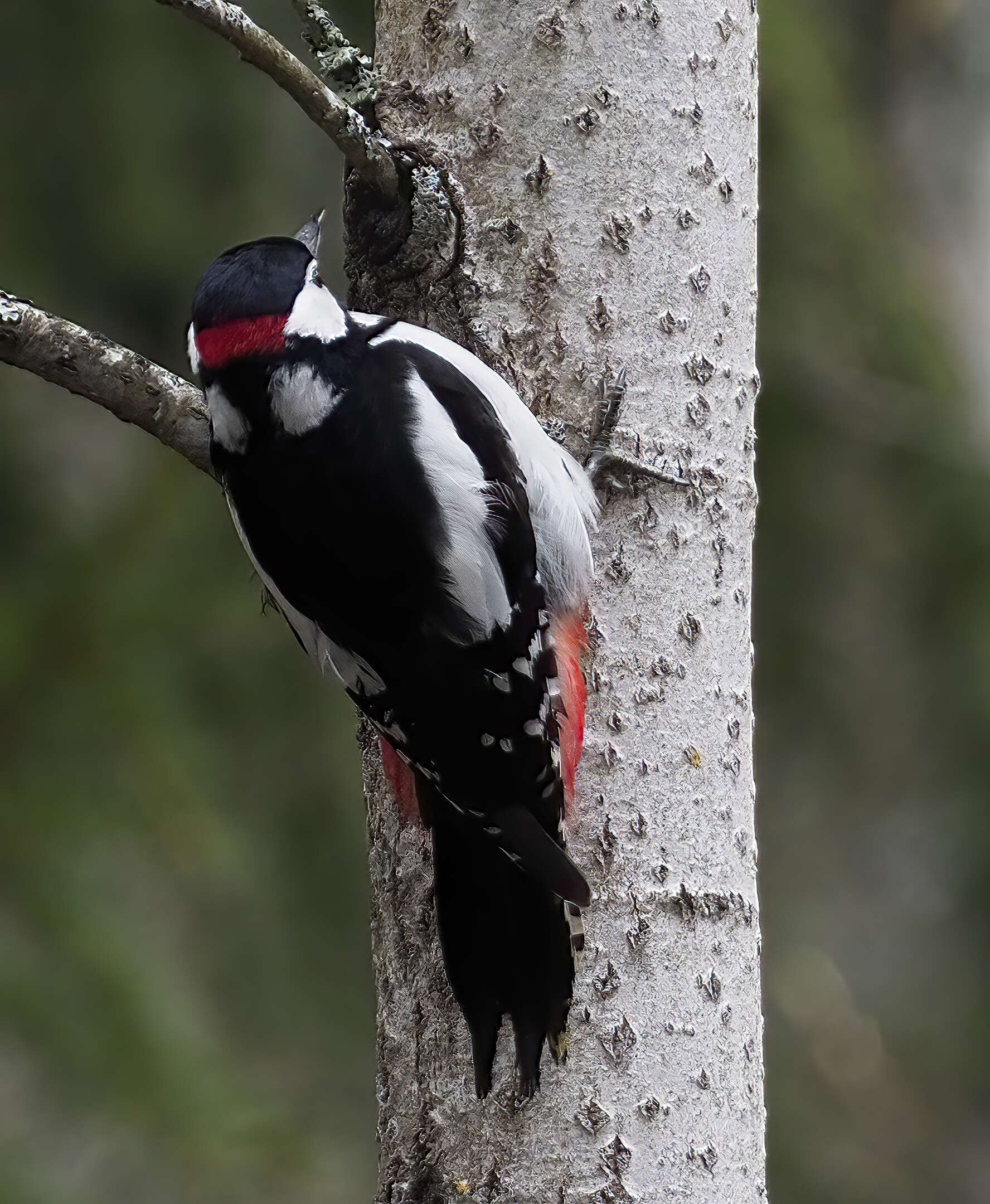 Image of Great Spotted Woodpecker