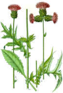 Image of Cirsium rivulare (Jacq.) All.