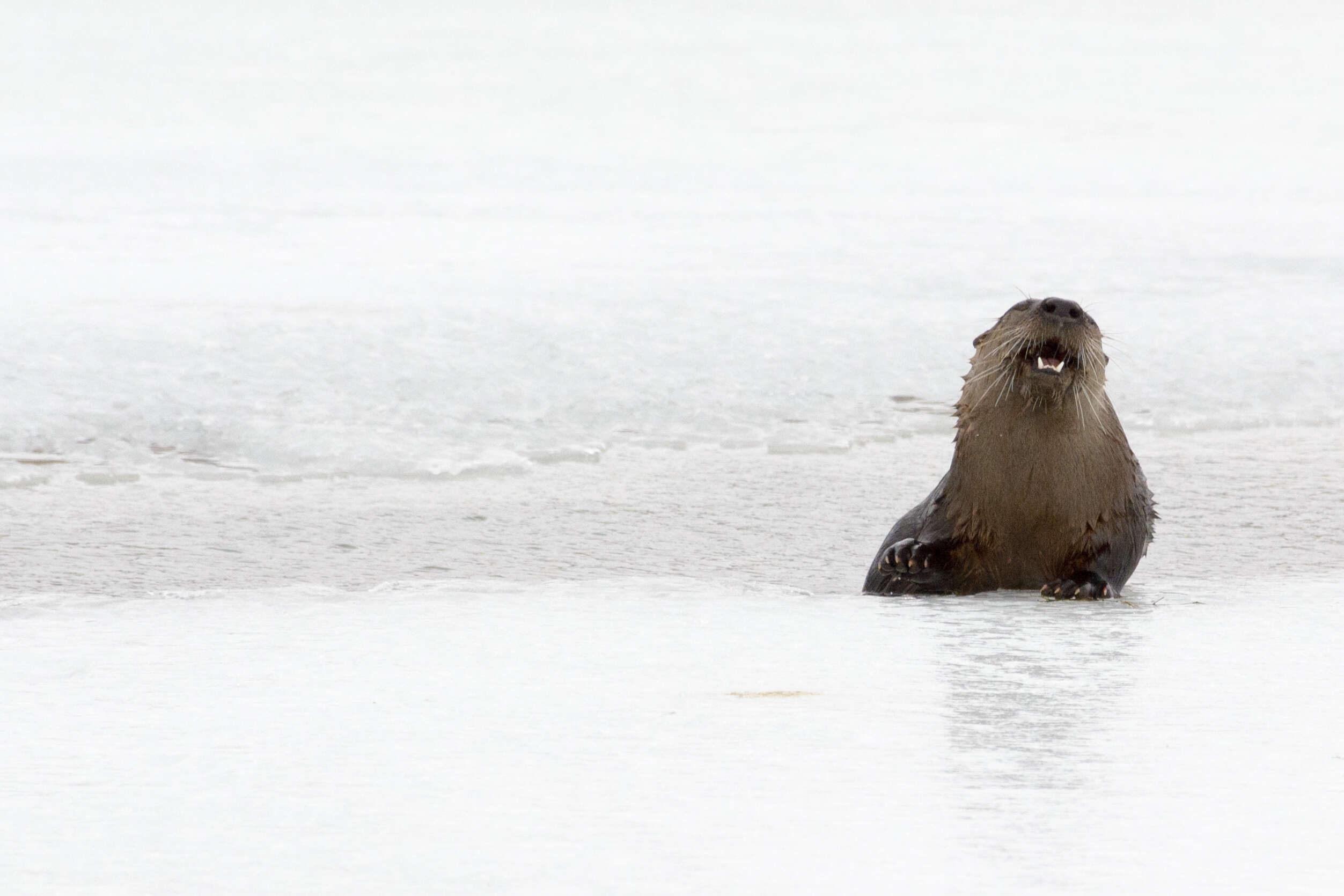 Image of Otter sp.