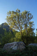 Image of desert willow