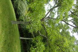 صورة Quercus chenii Nakai