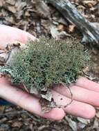 Image of Cladonia furcata