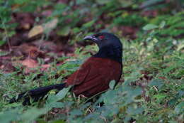 Imagem de Centropus sinensis (Stephens 1815)