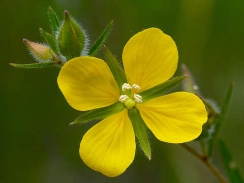 Image of spindleroot