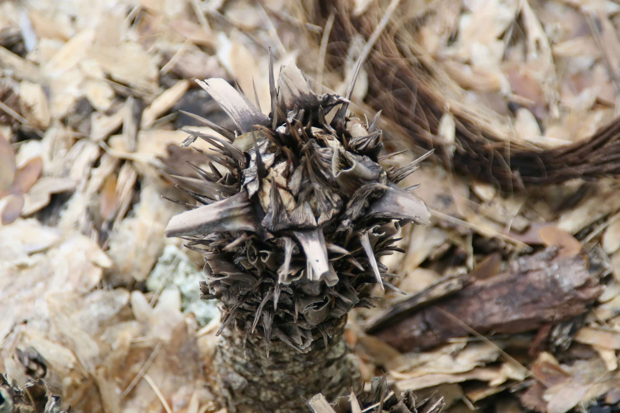 Image de Cycas riuminiana Porte ex Regel