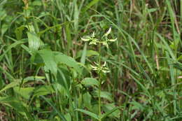 Image of Exacum tetragonum Roxb.