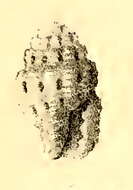 Image of Hemilienardia thyridota (Melvill & Standen 1896)