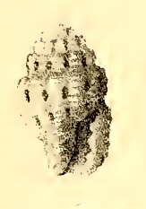 Image of Hemilienardia thyridota (Melvill & Standen 1896)