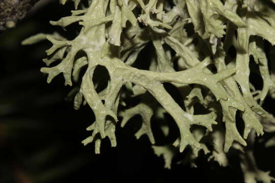 Image of ring lichen