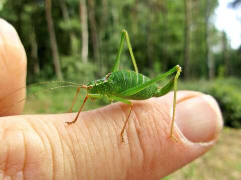 Image of speckled bush-cricket