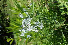 Image of Blue star