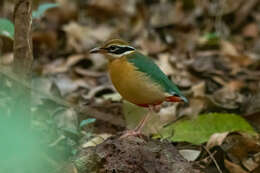 Plancia ëd Pitta brachyura (Linnaeus 1766)