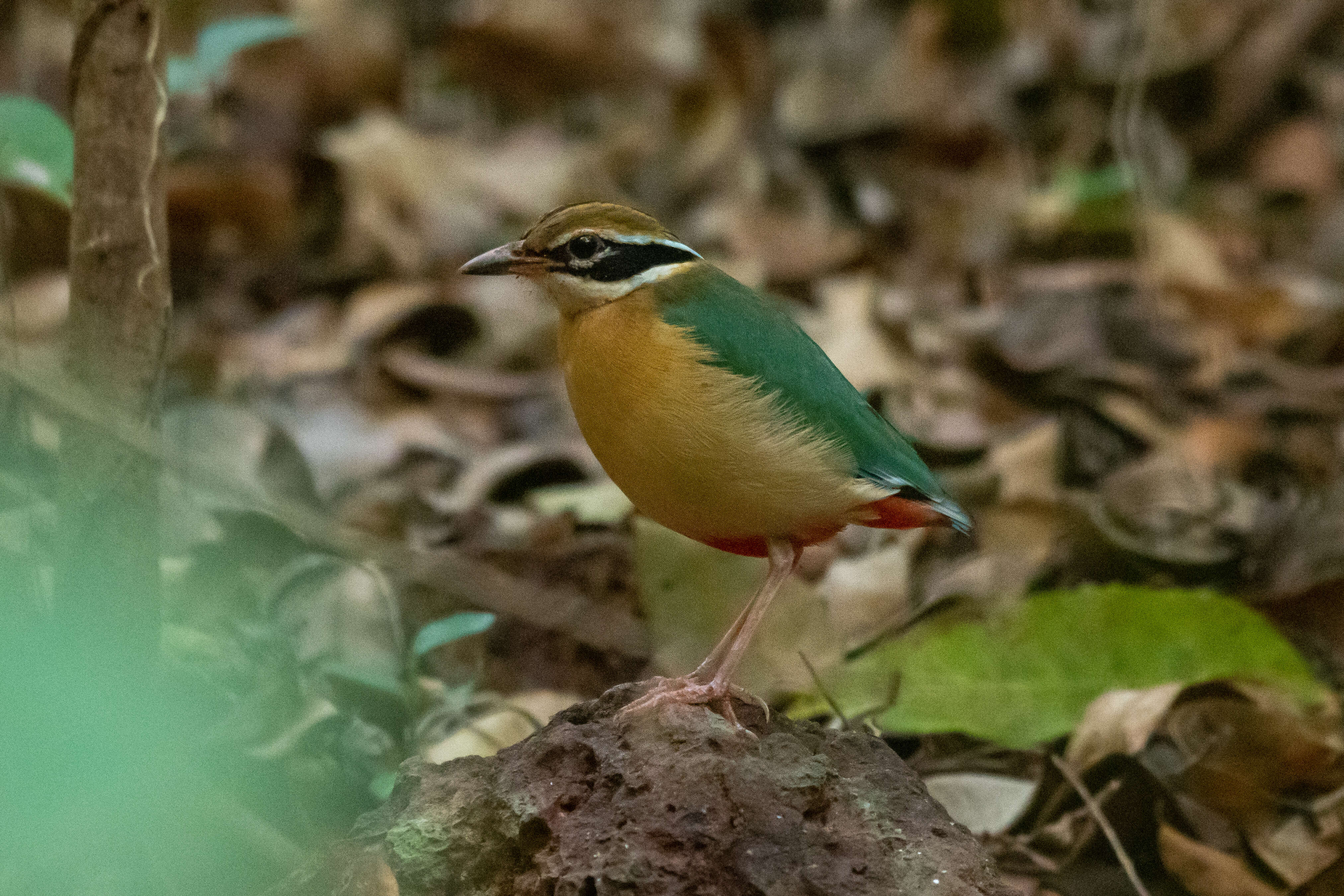 Plancia ëd Pitta brachyura (Linnaeus 1766)