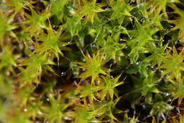 Image of tortula moss