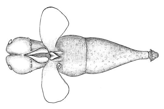 Image of Clione