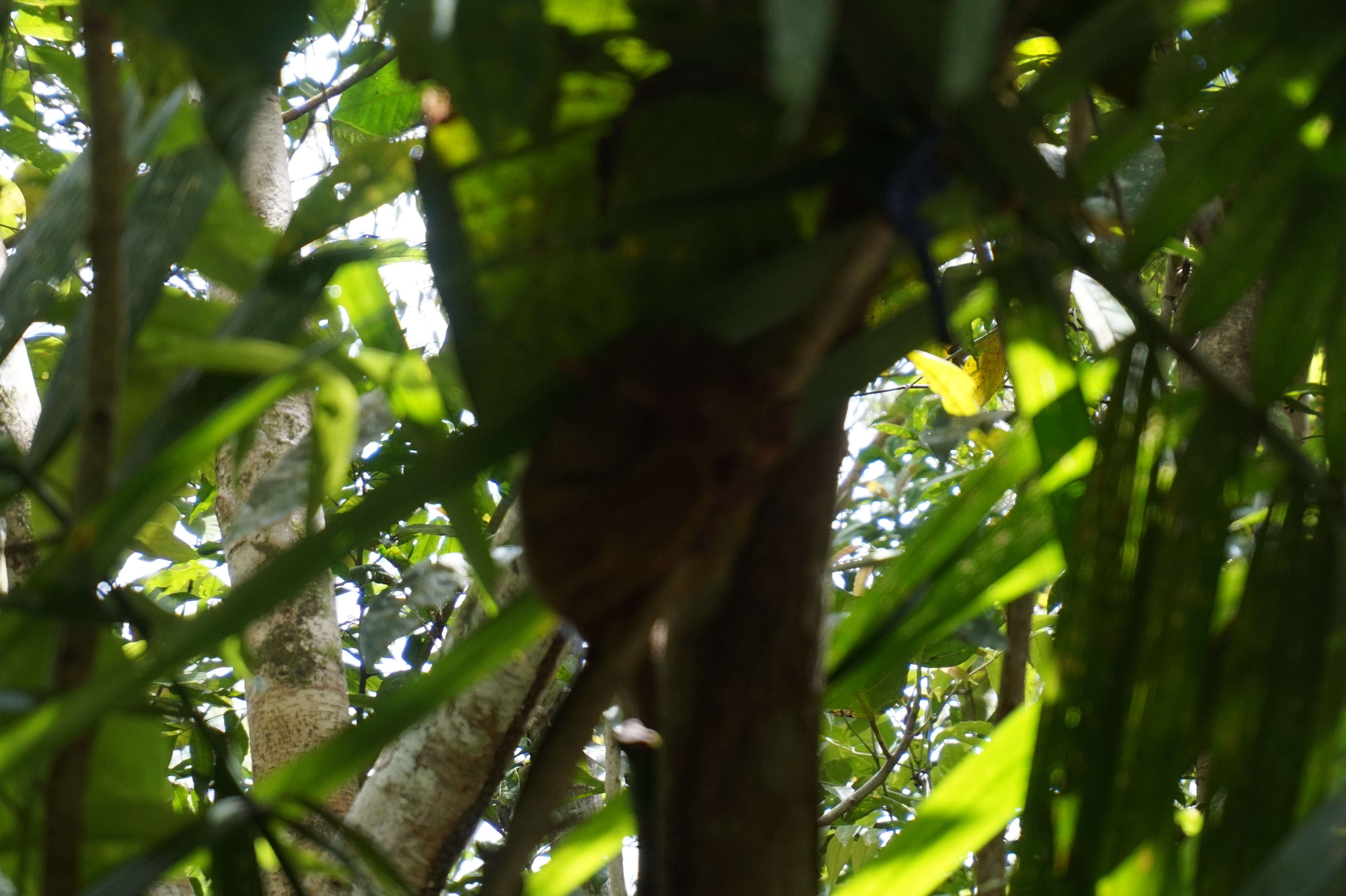 Image of Philippine tarsier