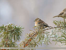 Image of Brambling