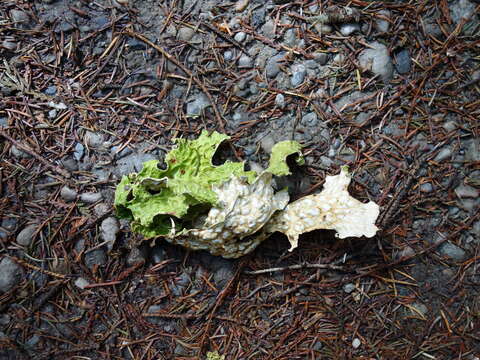 Image of Lungwort