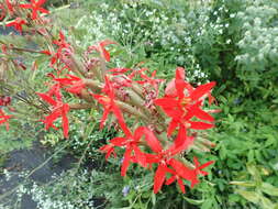 Image of royal catchfly