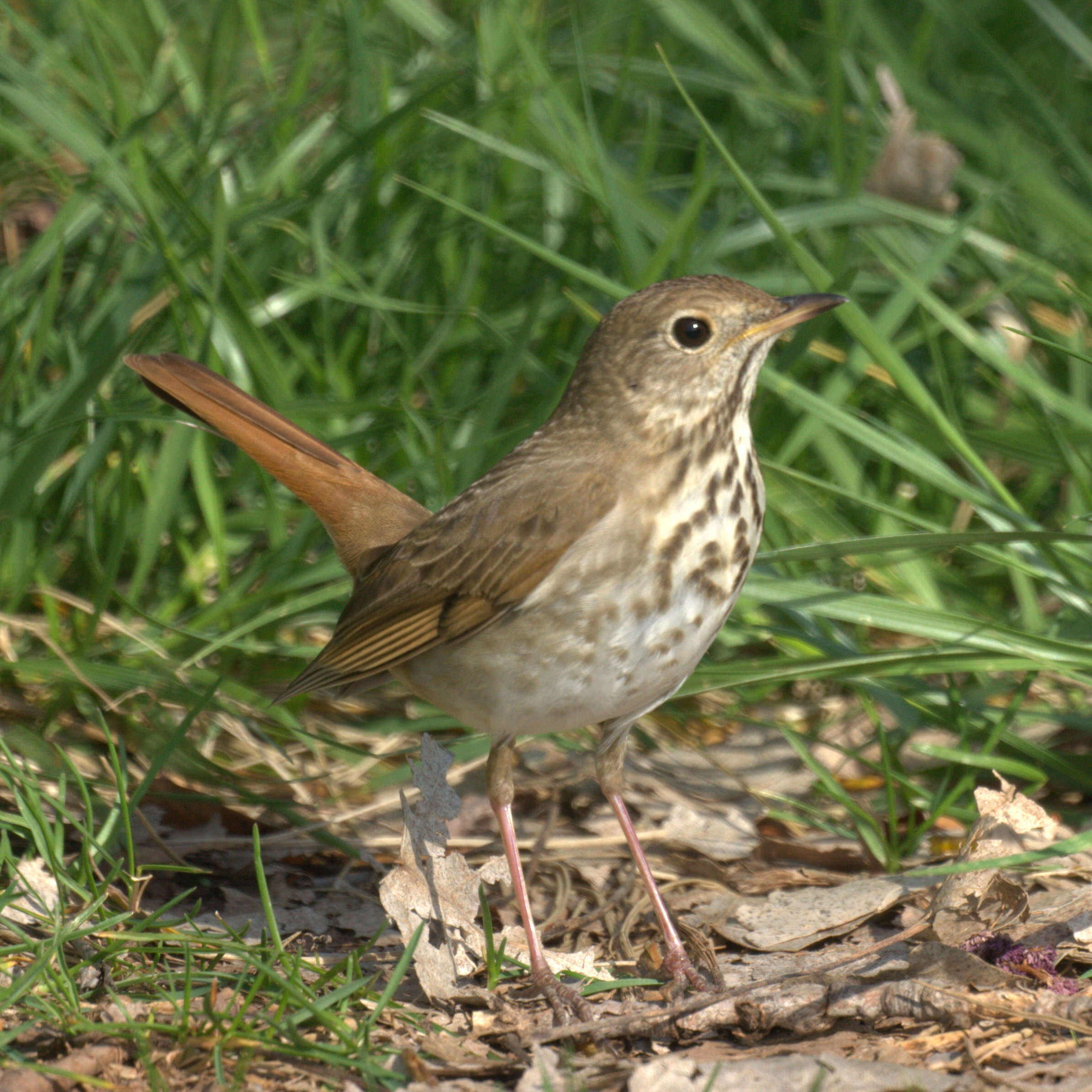 Image of Hermit Thrush