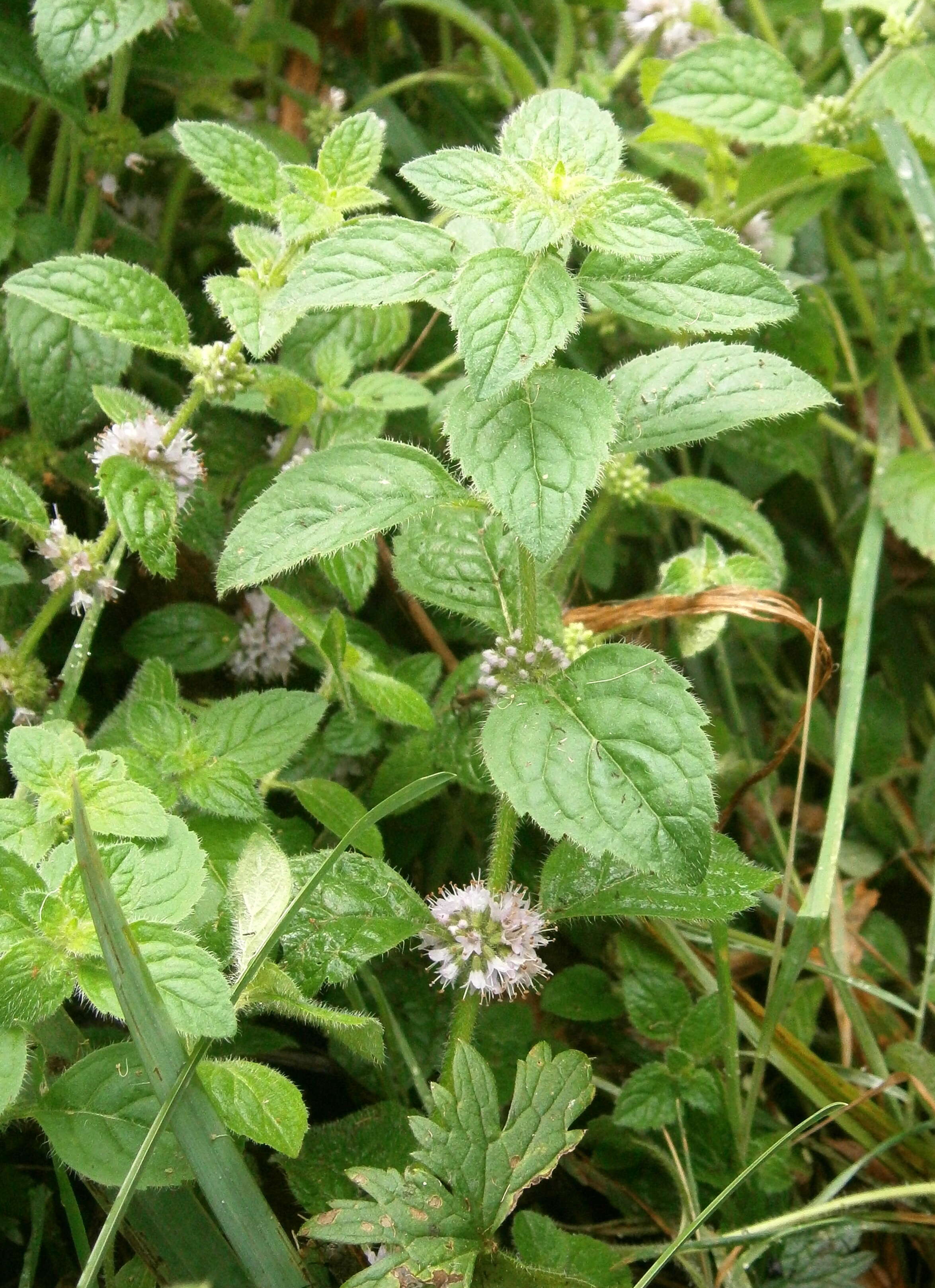 Image of wild mint