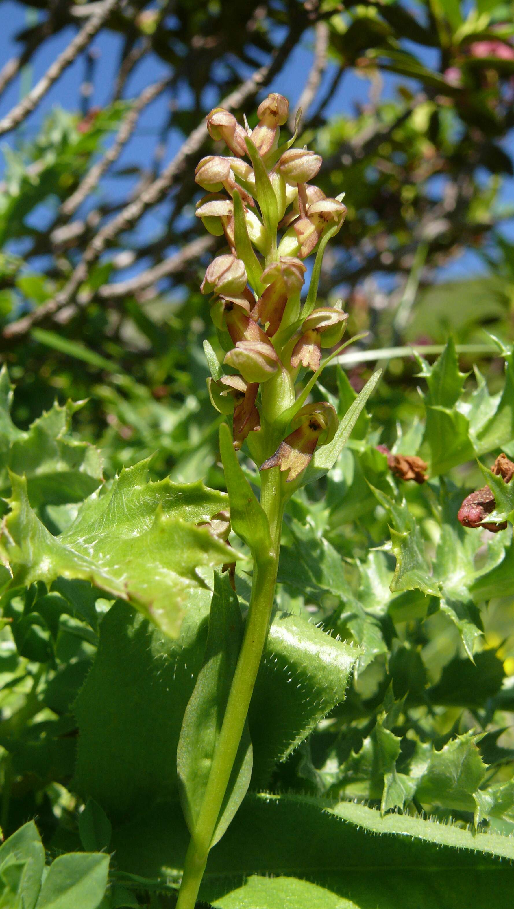 Image of Frog orchid