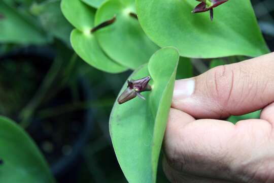 Image of Pleurothallis bivalvis Lindl.