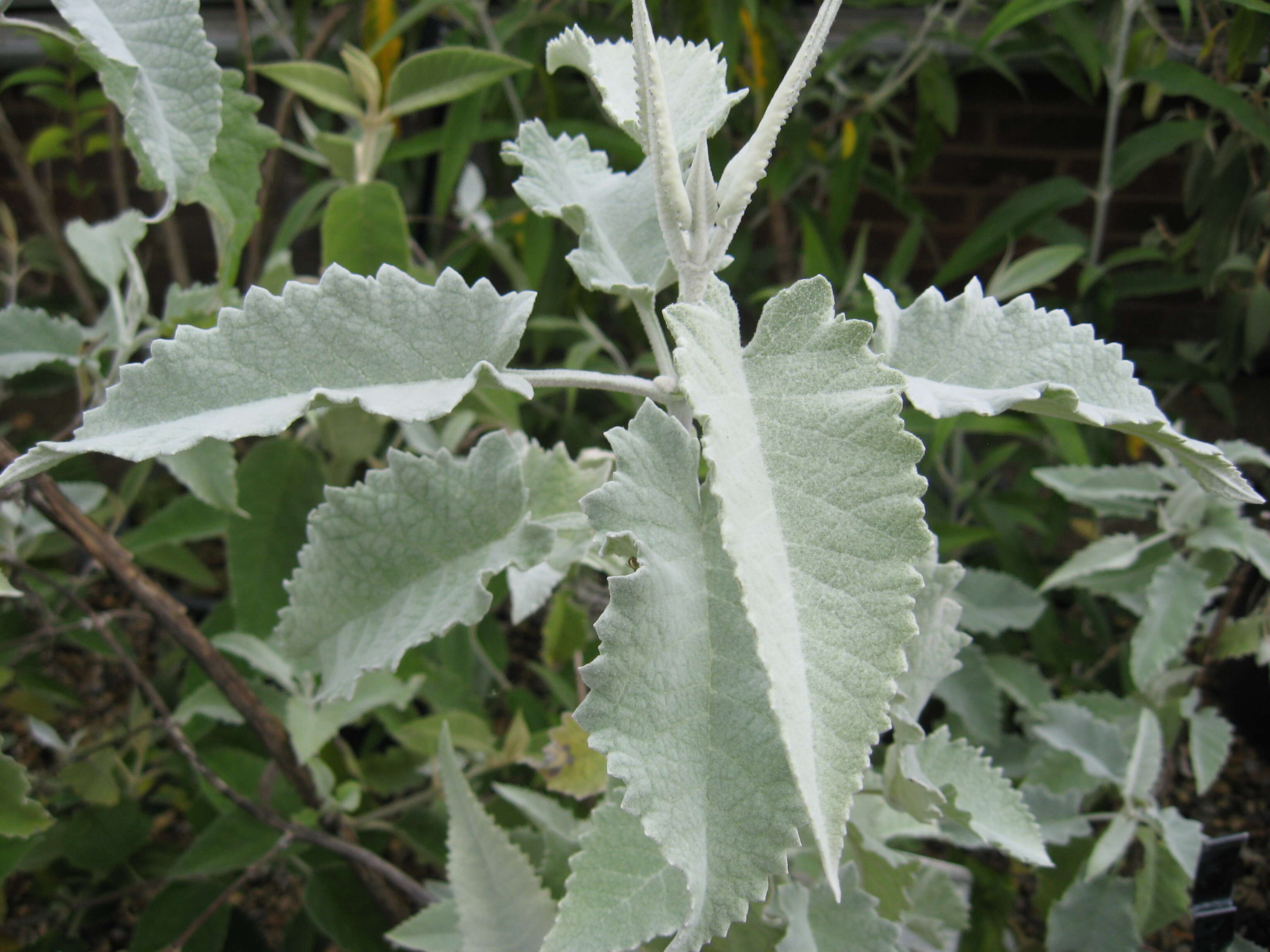 Image of Buddleja crispa Benth.