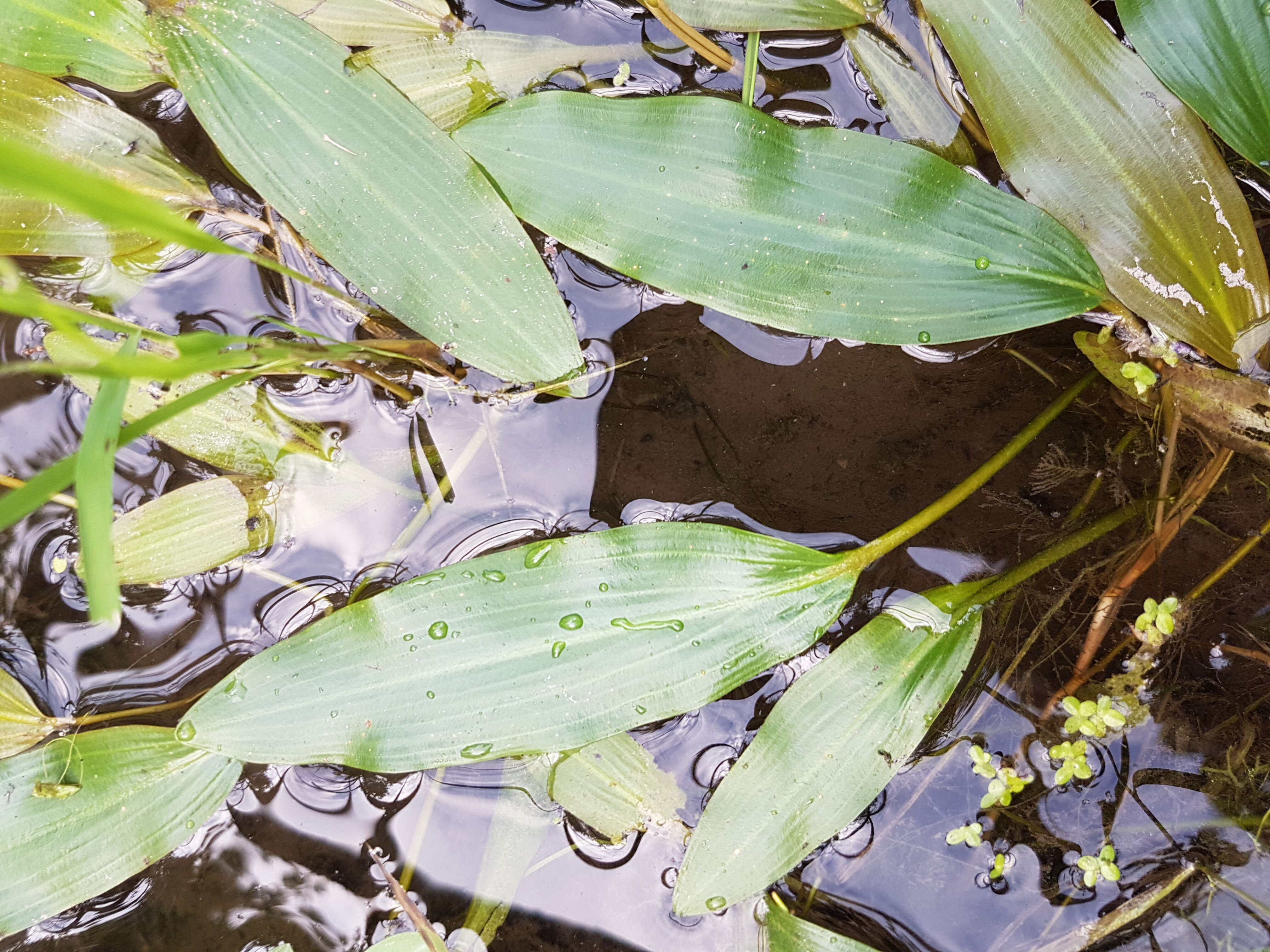 Imagem de Potamogeton nodosus Poir.