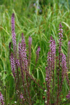 Image of elephanthead lousewort