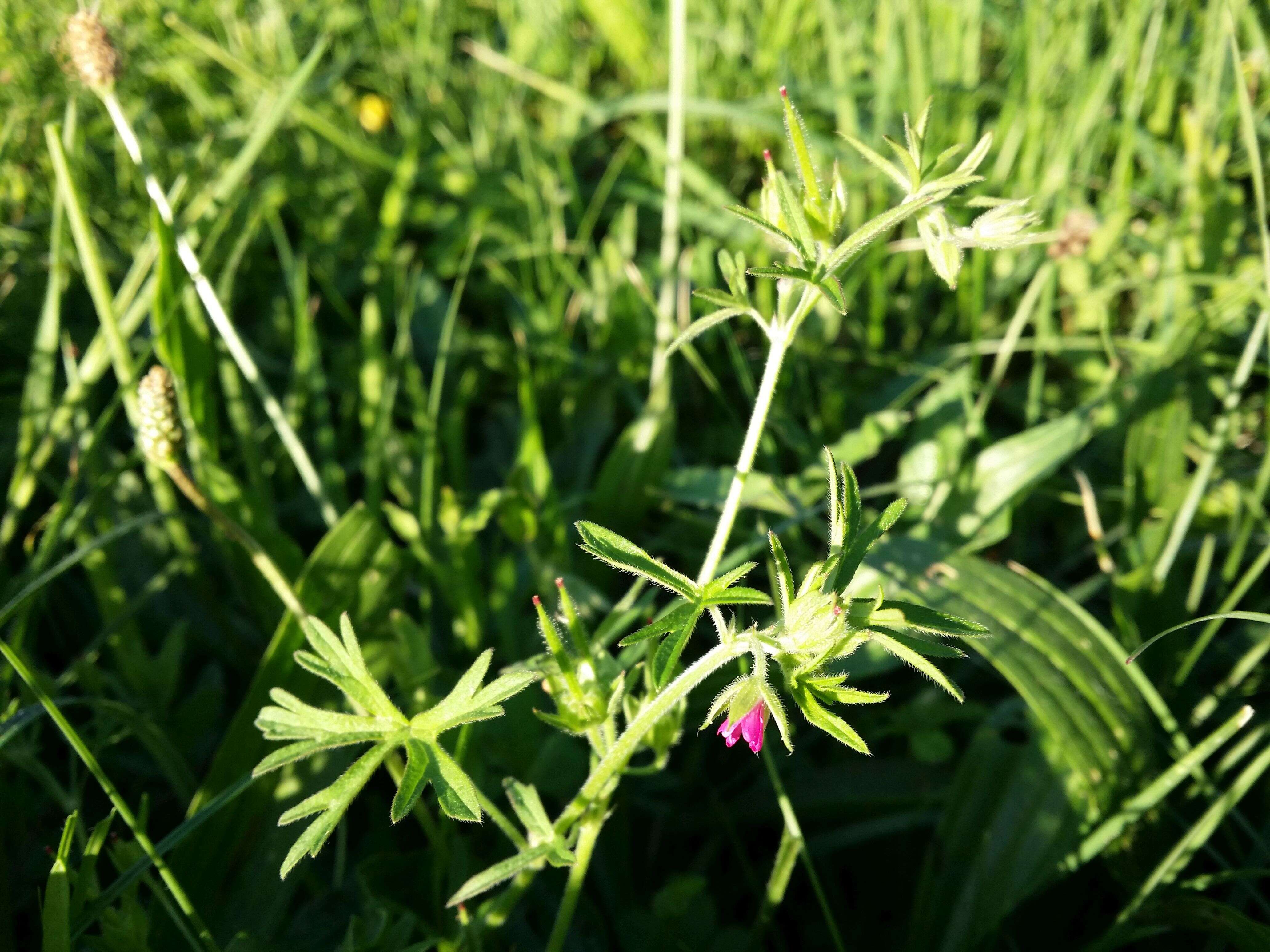 Plancia ëd Geranium dissectum L.