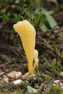 Clavaria argillacea Pers. 1797 resmi