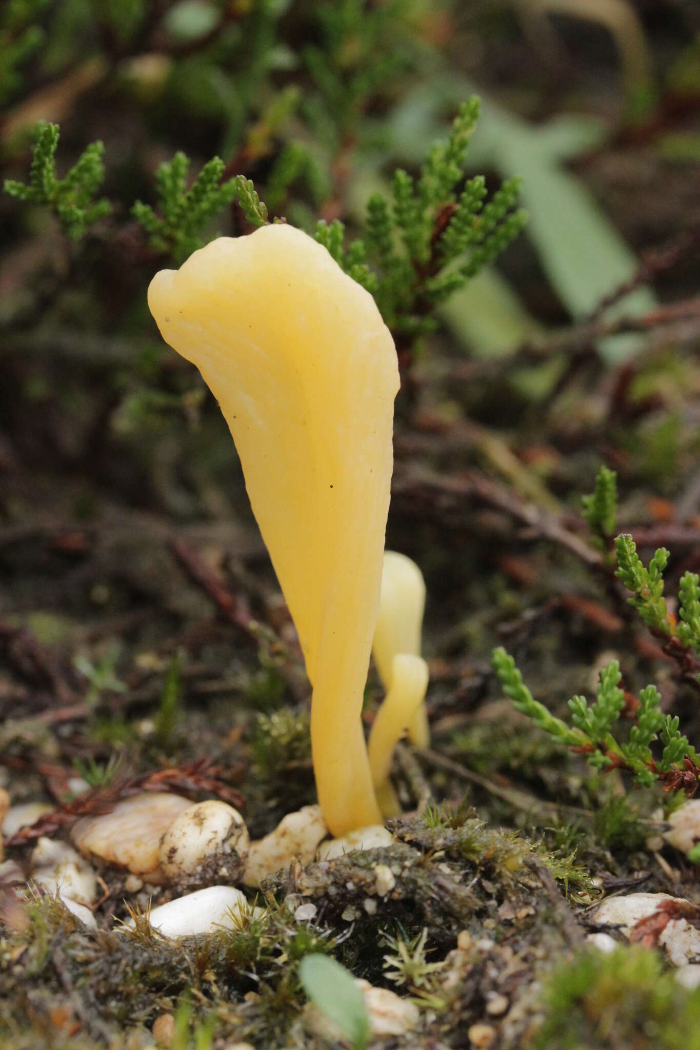 Clavaria argillacea Pers. 1797 resmi