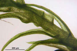 Image of dicranella moss