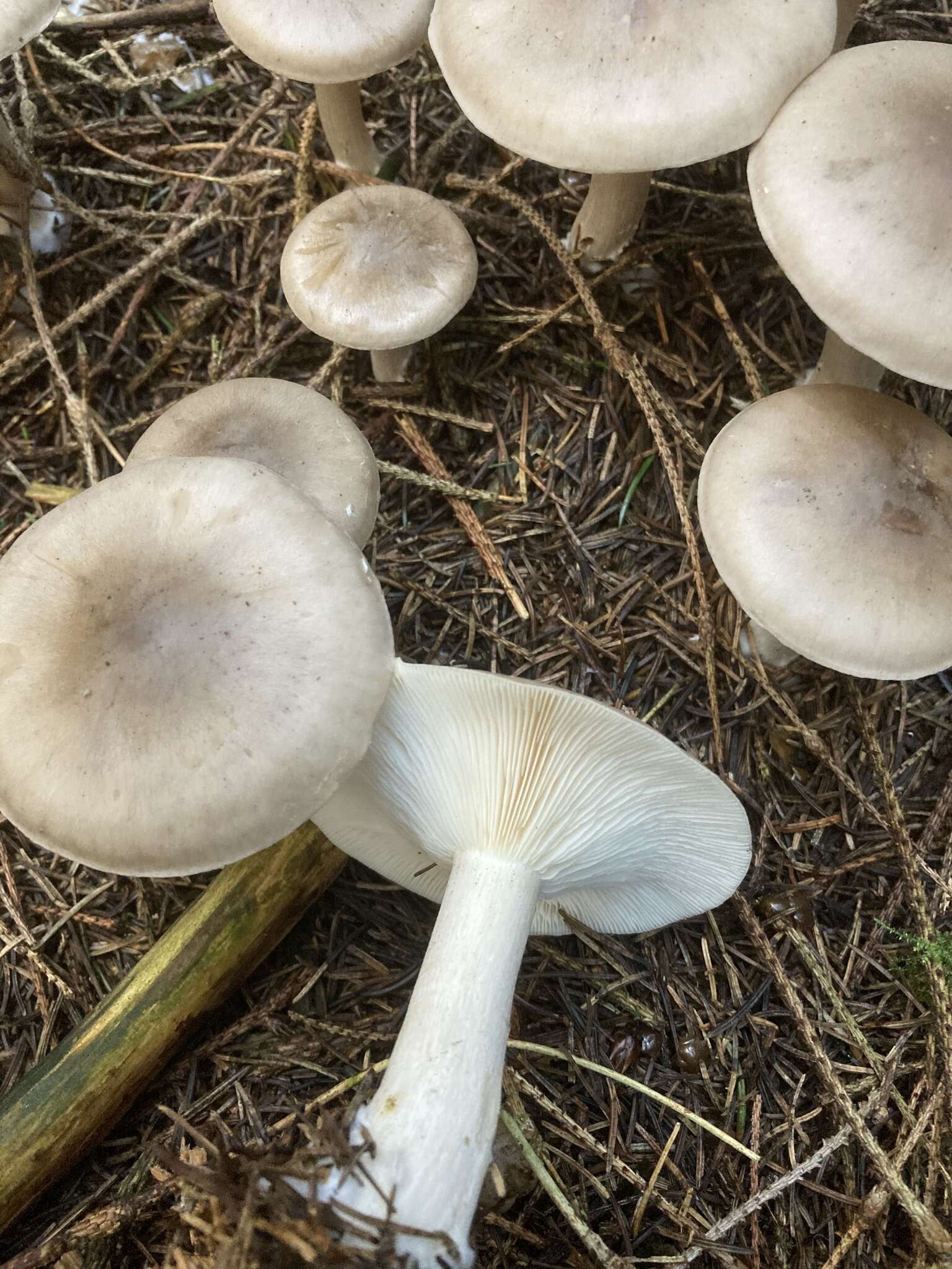 Image of Clitocybe nebularis (Batsch) P. Kumm. 1871