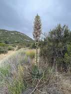 Image of hesperoyucca