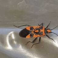 Image of black & red squash bug