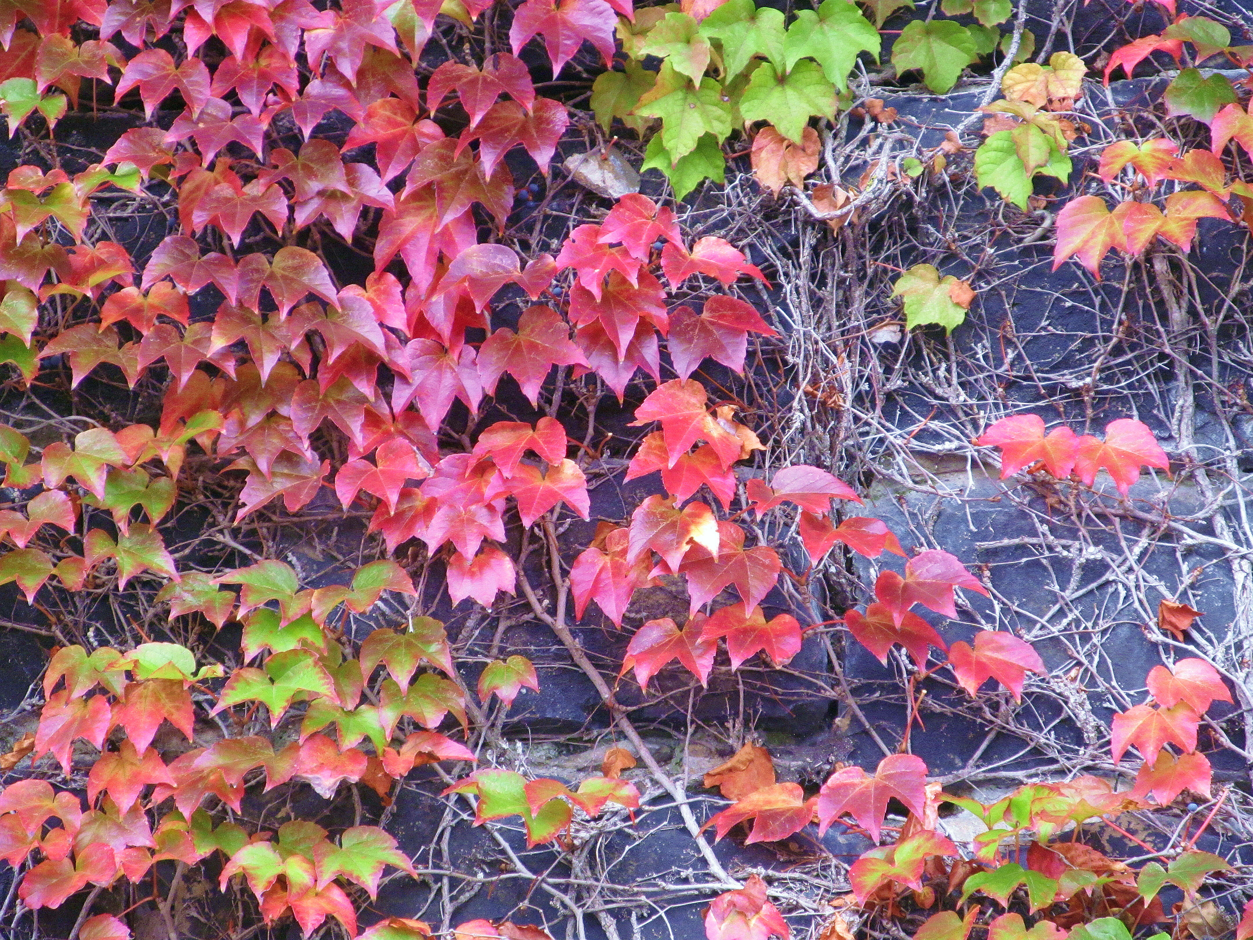 Image of Japanese Creeper