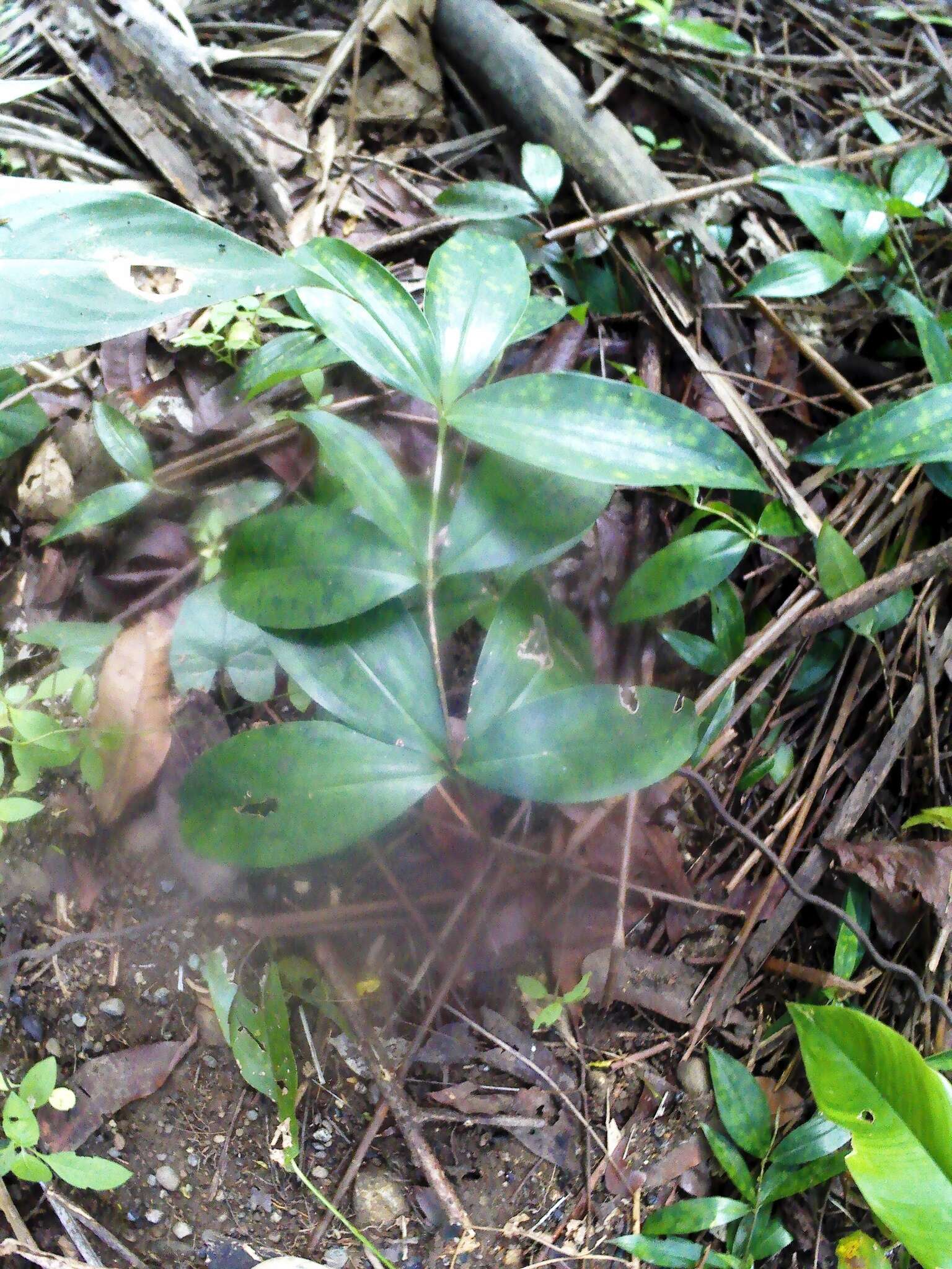 Image of gold dust dracaena