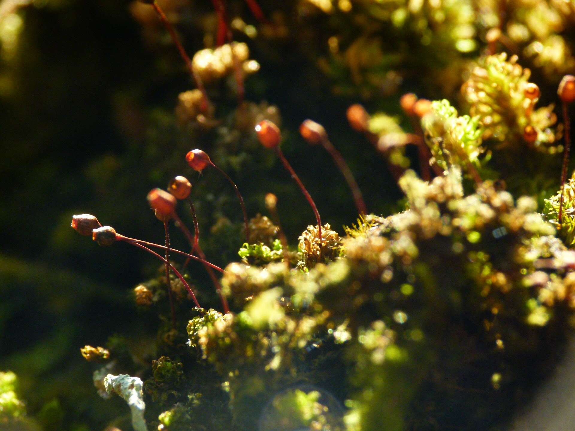 Image of macromitrium moss