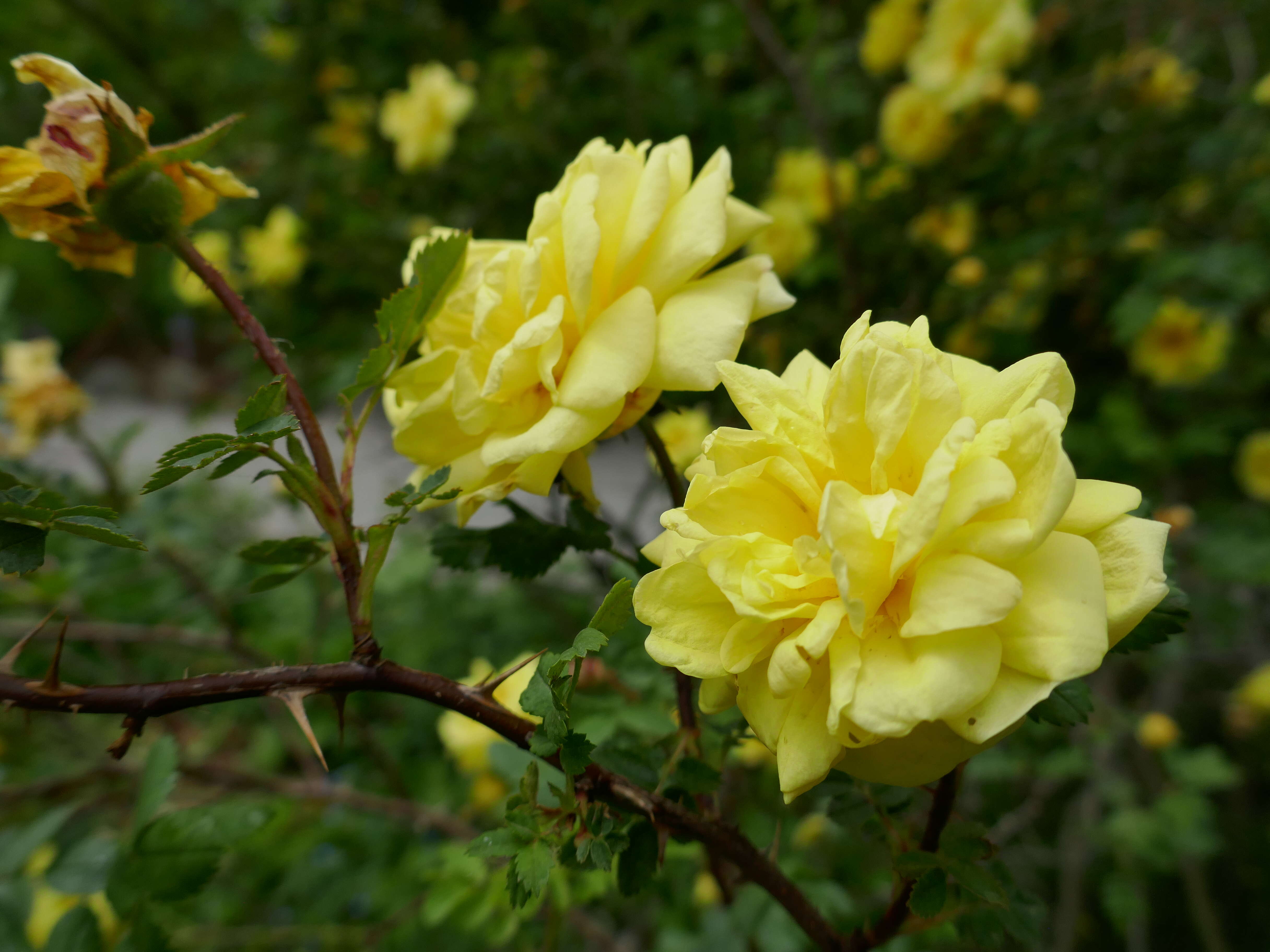 Image of Rosa hemisphaerica J. Herrm.