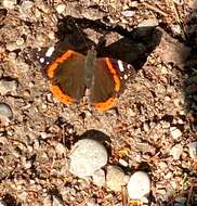 Image of Red Admiral