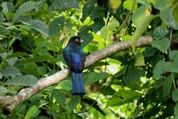 صورة Trogon melanocephalus Gould 1836