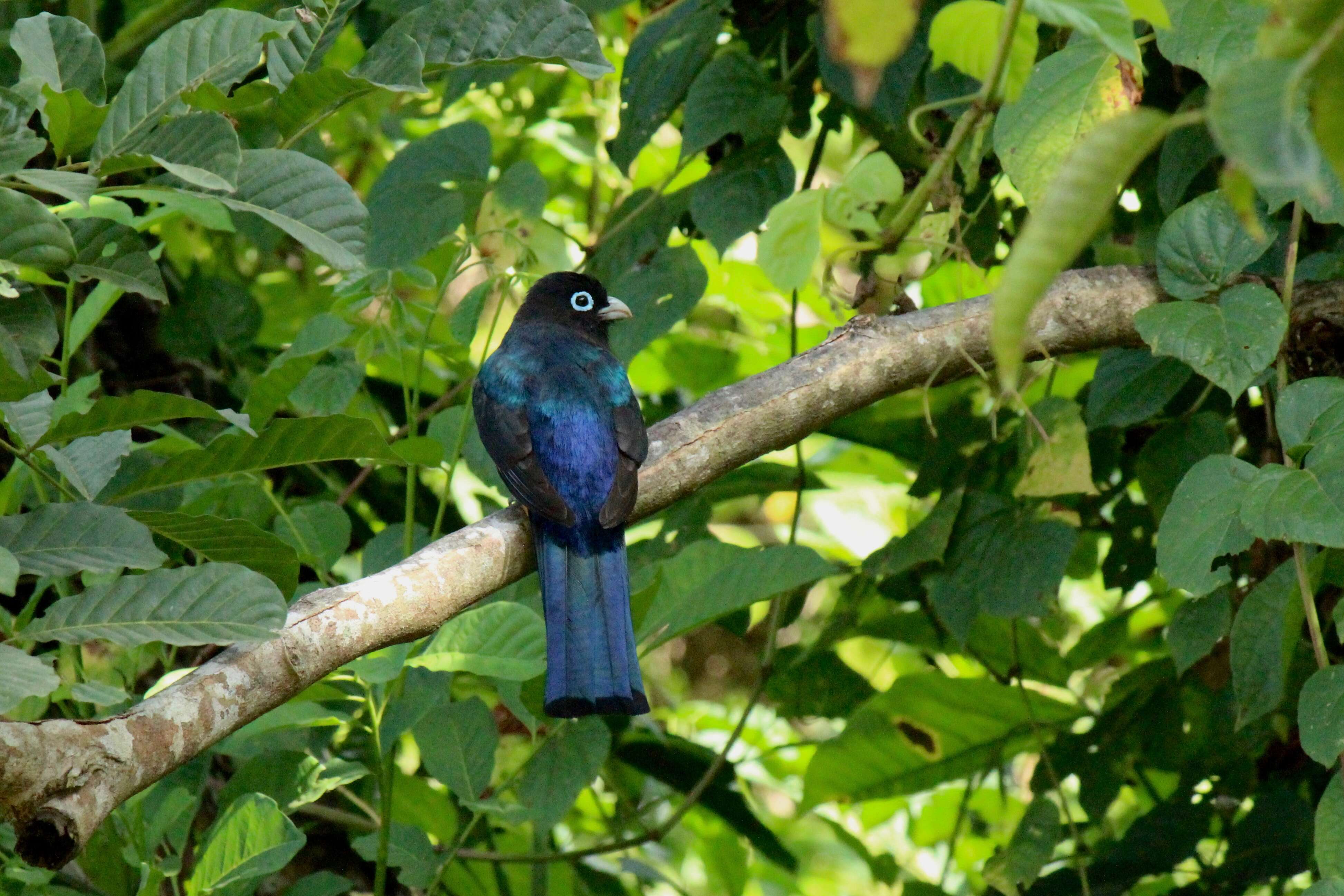 صورة Trogon melanocephalus Gould 1836