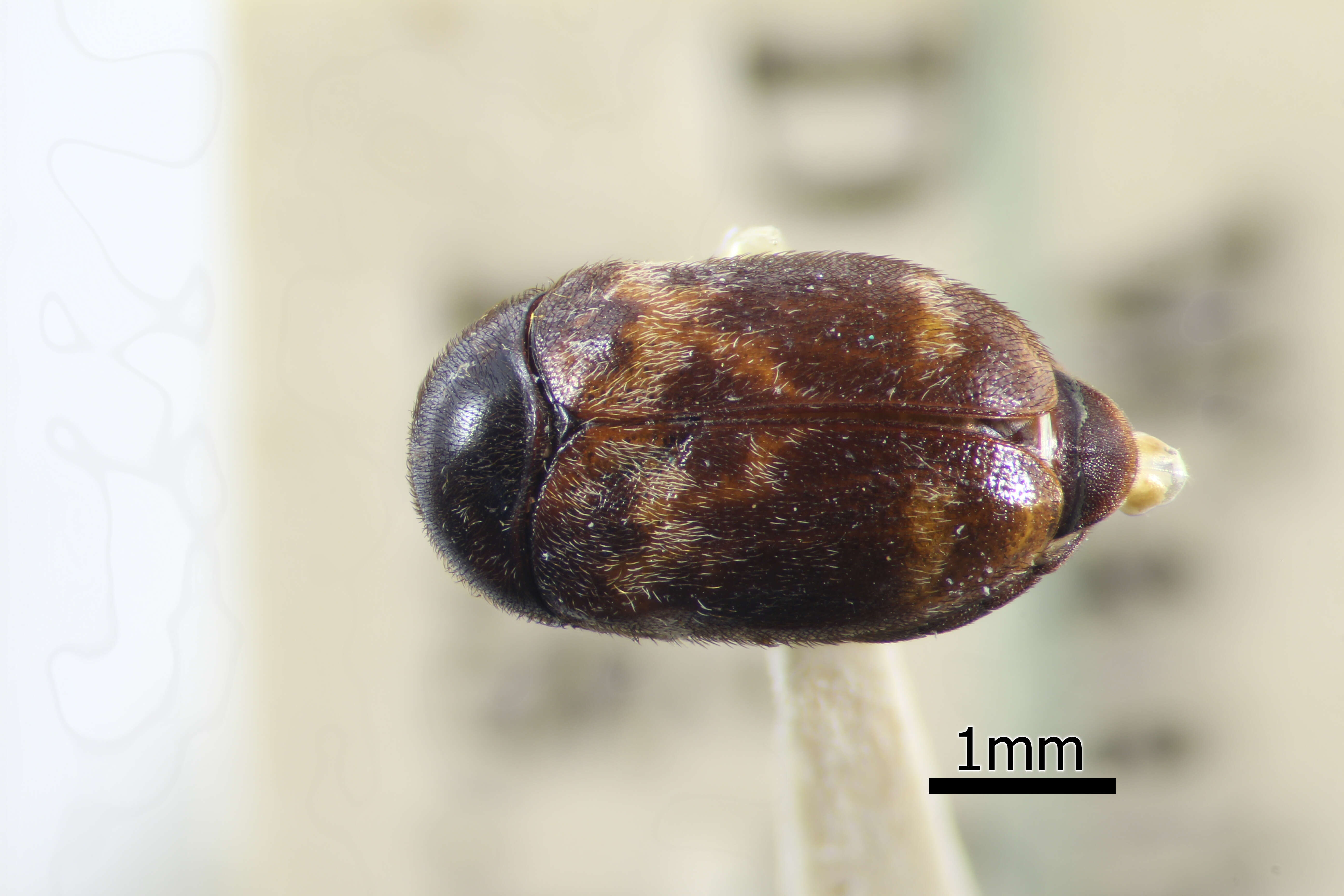 Image of Larger Cabinet Beetle