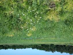 Image of Fine-leaved Water-dropwort