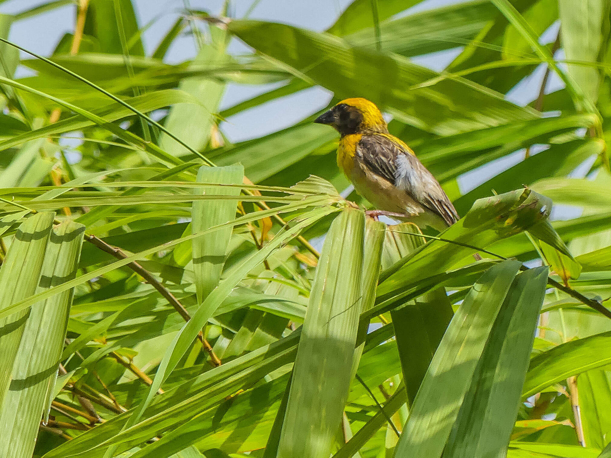 Image of Baya Weaver