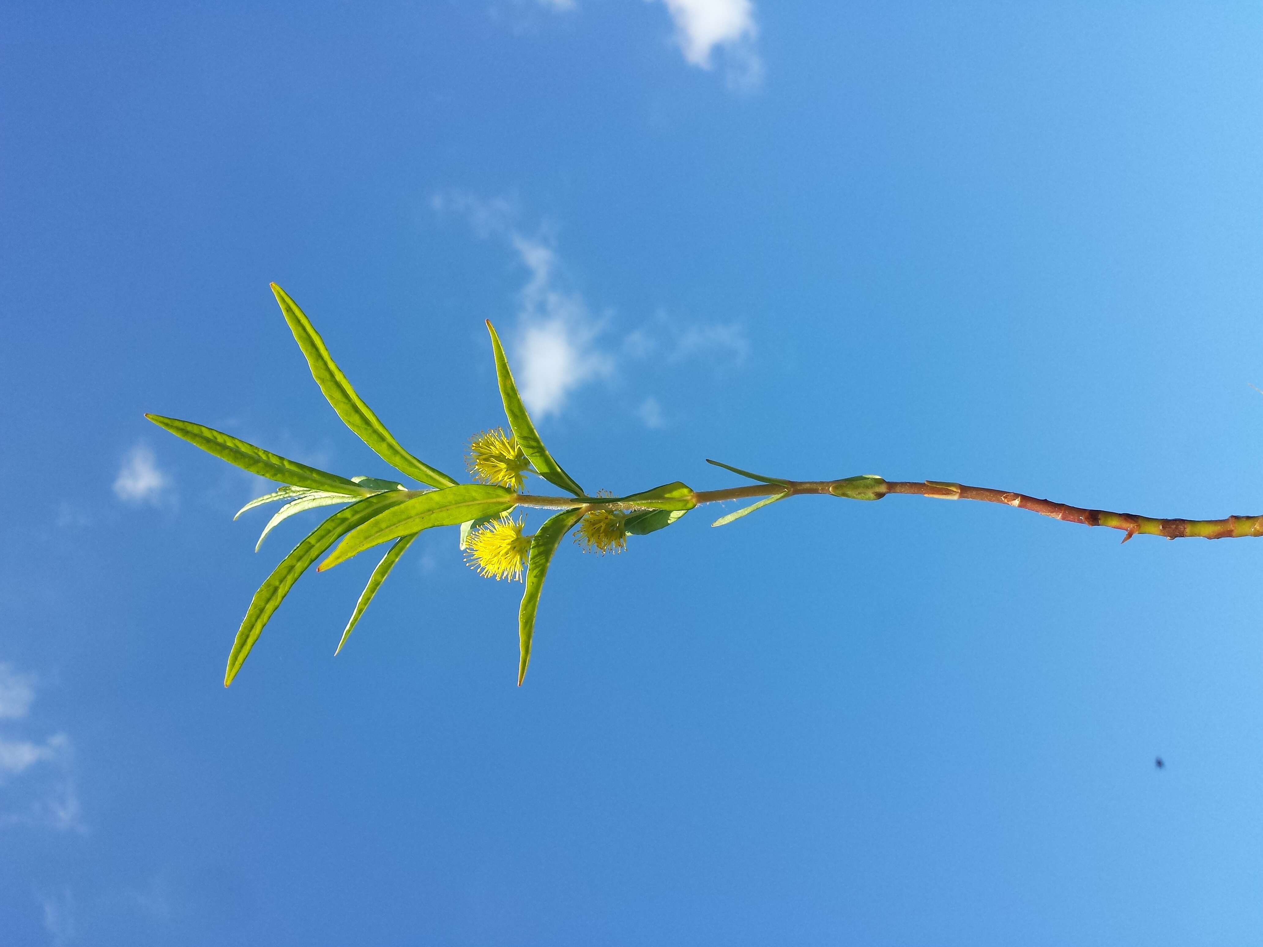 Image of Tufted Loosestrife