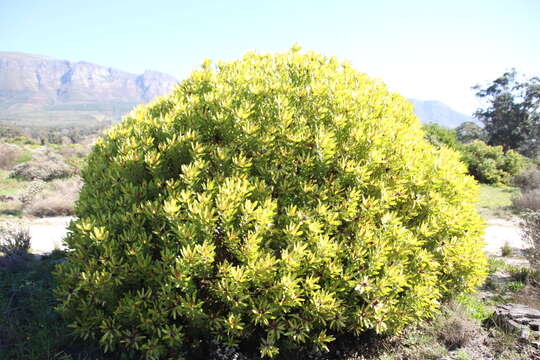 Image de Leucadendron laureolum (Lam.) Fourc.